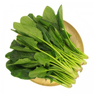 新鲜菠菜 600g 简装 新鲜蔬菜